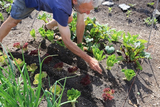 Drawing drills by hand for intersowing carrots between lettuce
