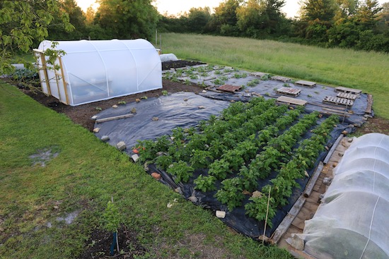 Potatoes and squash mulched with black polythene against bindweed 13th June
