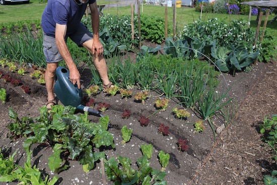 Watering drills before intersowing carrots between lettuce