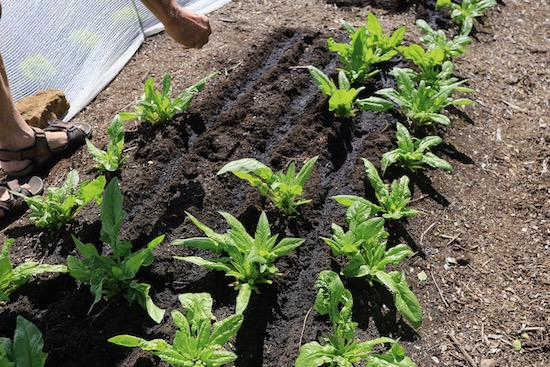Sowing carrots, I rub seeds out between fingers and thumb, as I walk