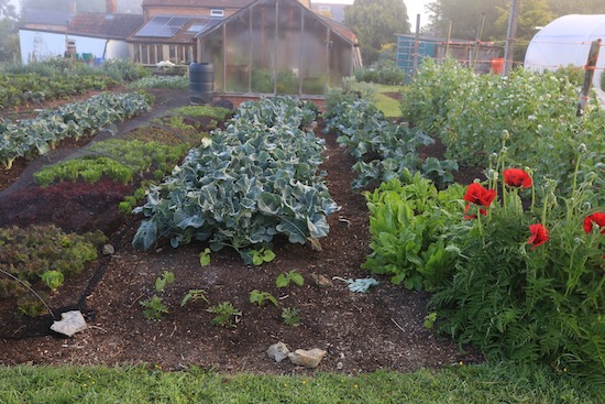 Oriental poppies fifth summer, tall peas, broccoli, lettuce picked 6 weeks so far