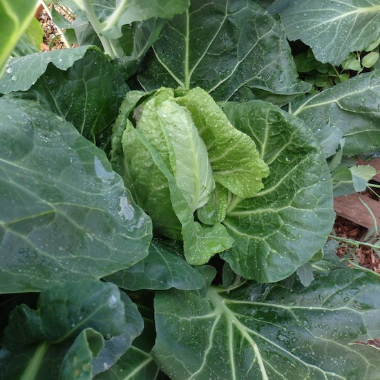 Martina's Wheelers Imperial harvest in the second spring