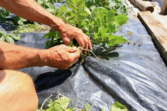 Removing bindweed from around potatoes growing in black polythene