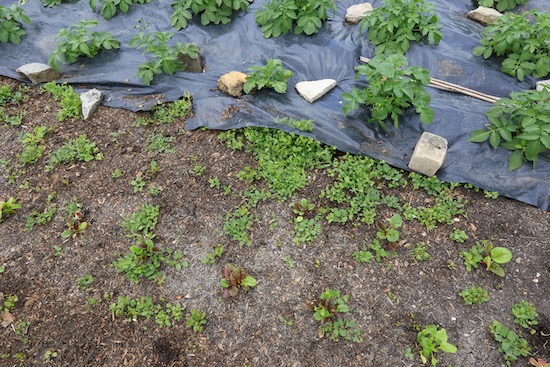 This ground had already been tackled three times with removal of bind weed.