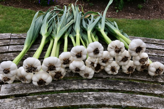 Same garlic after cleaning