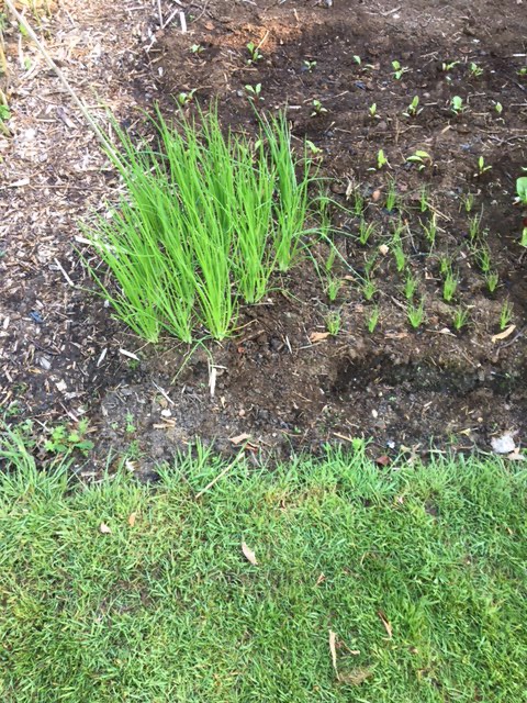 Rhys' spring onions succession, blocks of 0.25sqm