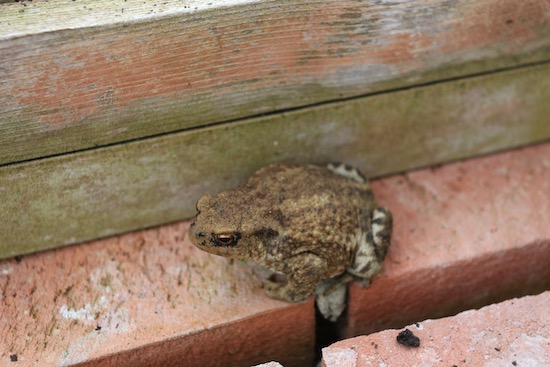A toad popped out of a hole from lifting garlic