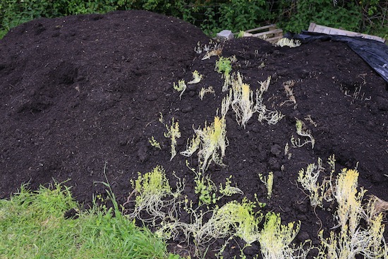 The power of bindweed roots, new leaves 1m 3ft high
