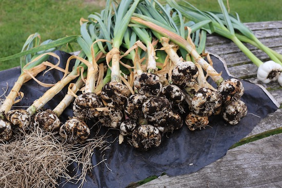 Garlic just harvested from the greenhouse, before cleaning
