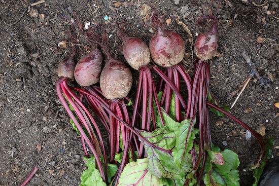 One multisown clump of Mr Fothergills Seeds 2021 Pablo F1 beetroot
