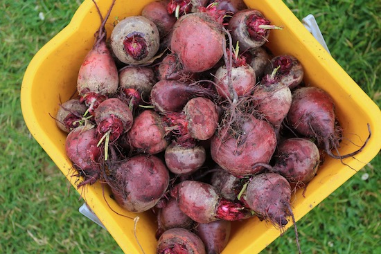 Harvest of poor quality Boltardy beetroot