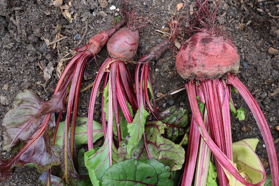 One multisown clump of Kings Seeds 2021 Boltardy beetroot