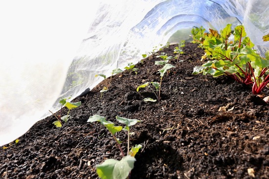 New cabbage under mesh after spinach