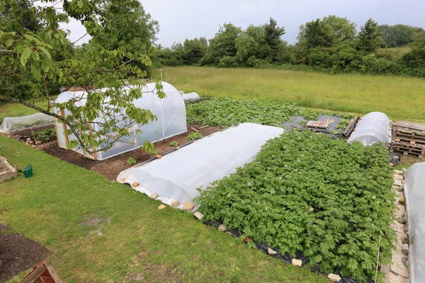 No Dig New area potatoes etc 27th June