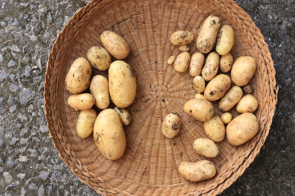 Potato harvestsPotato harvests 14th June from two plants