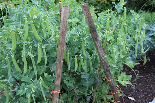Many peas on Hurst Greenshaft in the small garden