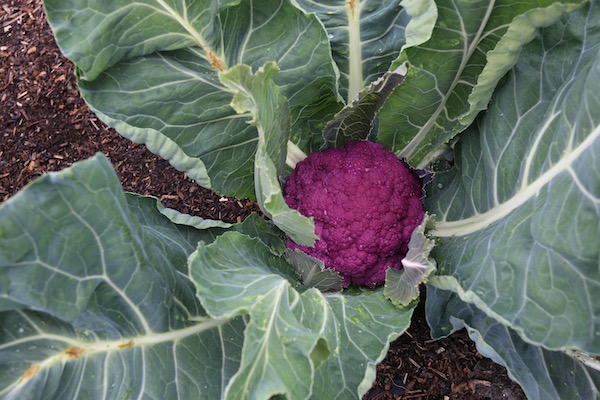 Lovely cauliflower Purple Graffiti, transplanted 15th April