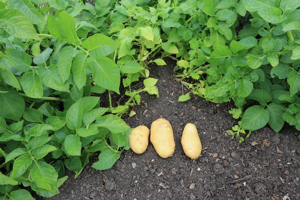 Harvest 26th June, potatoes from one plant