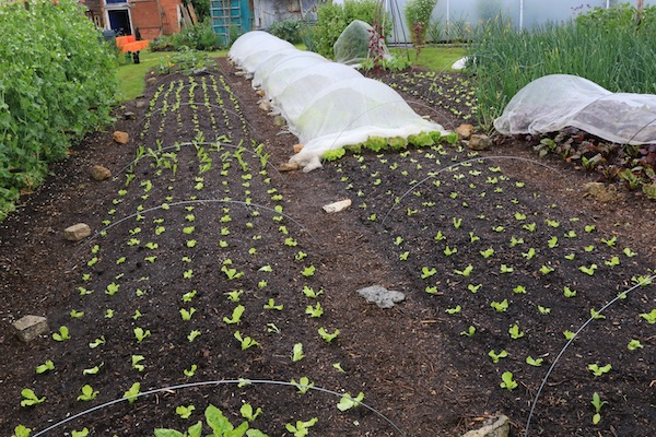 Lettuce planting for summer harvests