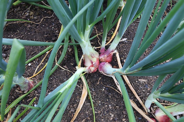 Shallots Matador multisown mid February