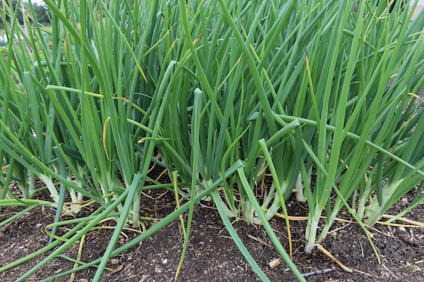 Multisown White Lisbon salad onions