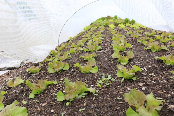 A look under the cover, 9 day old transplants