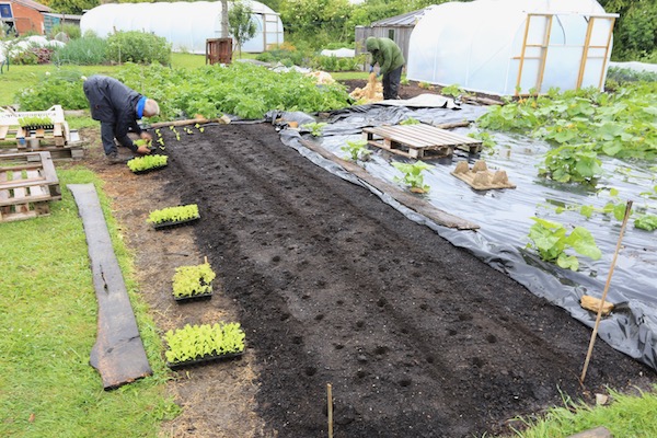 Transplanting some of these lettuce in the new area