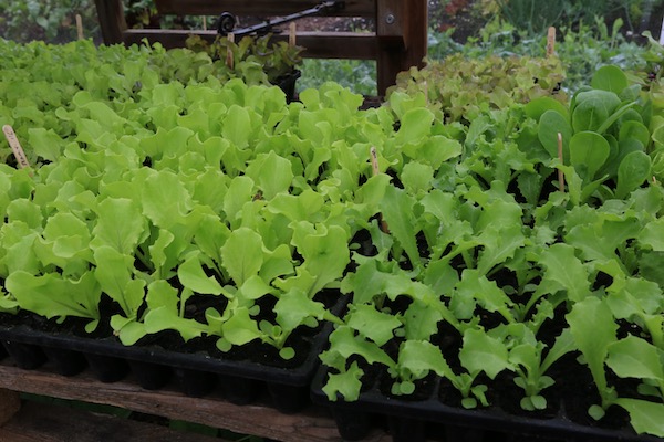 CD60 module trays lettuce plants for summer are 19 days old