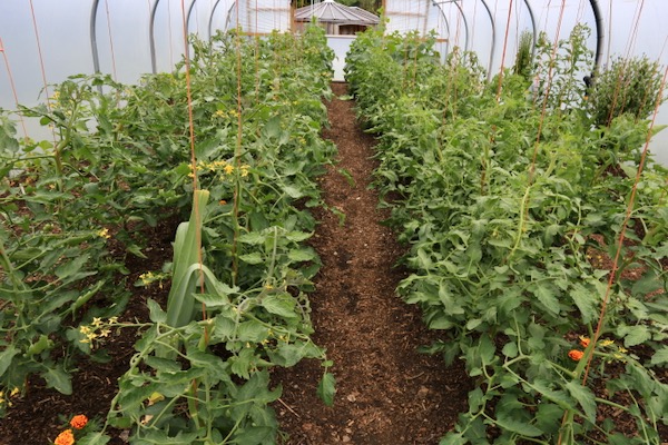 Tomato plants are looking nice but little fruiting