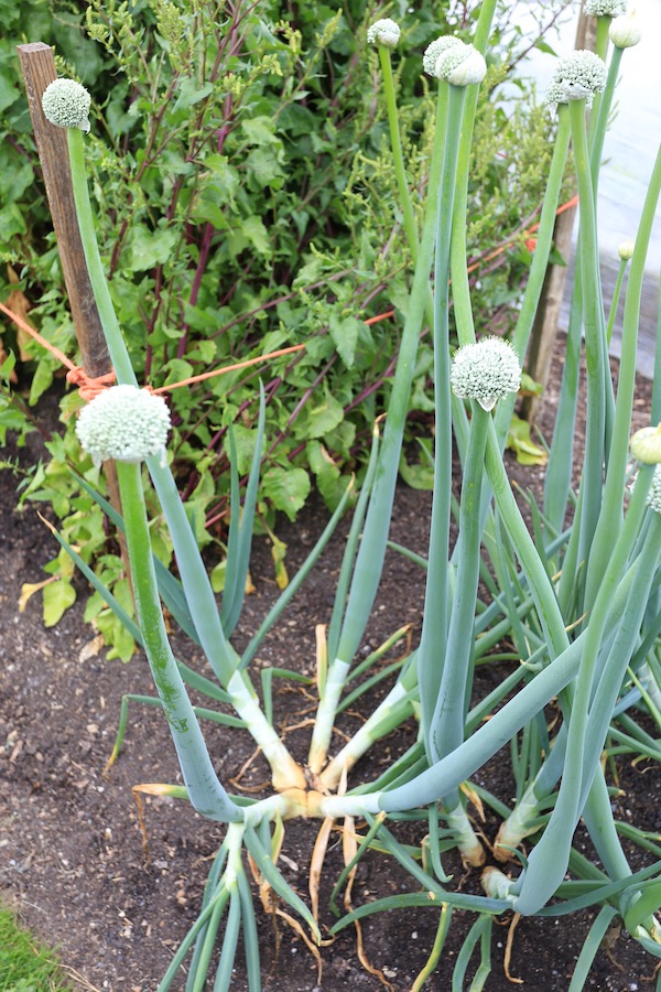 One onion divides into many stems