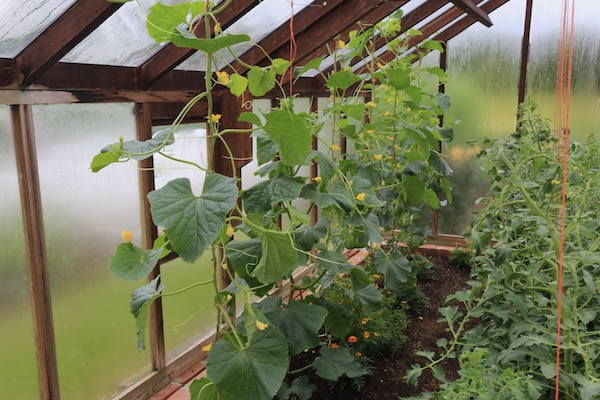 Melons are growing fast in the greenhouse