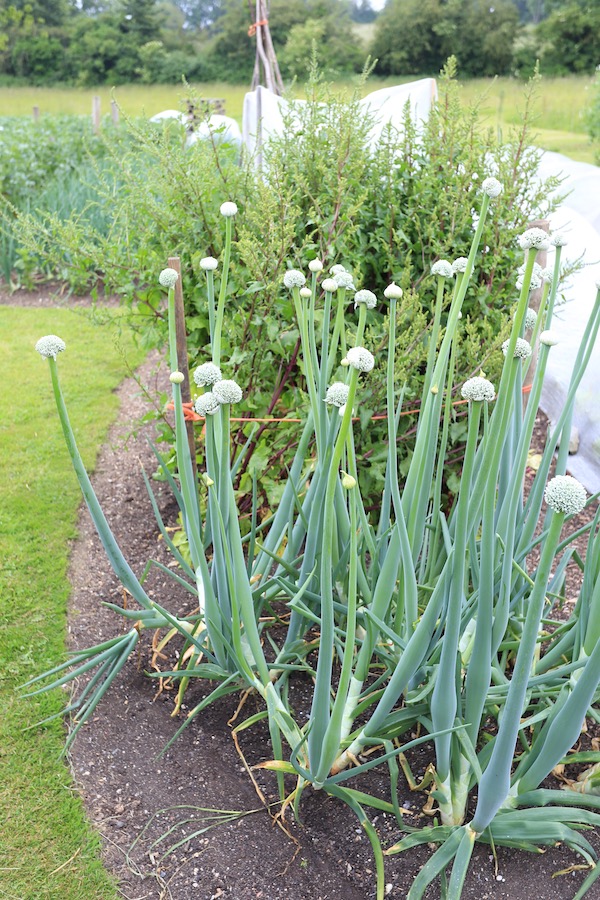 Onions & beetroot and carrots growing for seed saving