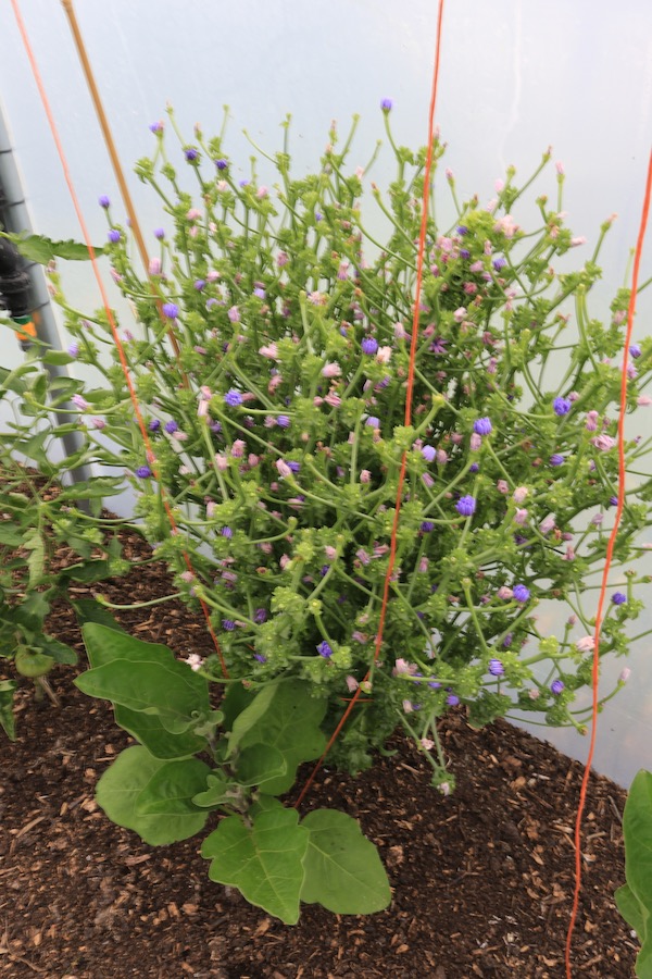 Endive frisee Wallone 2nd generation, I saved its seed last year too