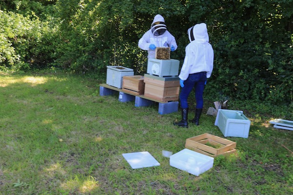 Moving bees into their permanent home, National hives
