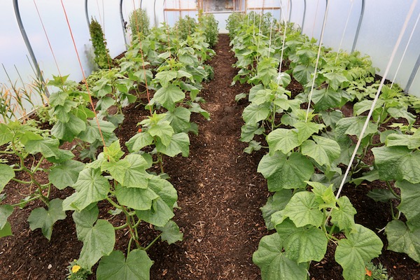 Cucumber plants 18th June after 3 warm weeks