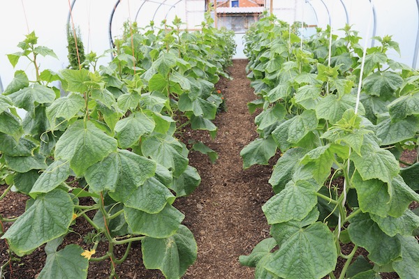 Same cucumbers 27th June, 9 days later