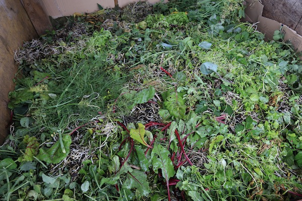 Compost heap full of recent bindweed roots!