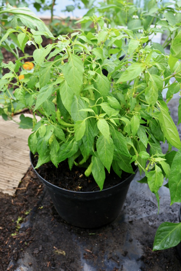 Chilli plant overwintered and potted on, year two