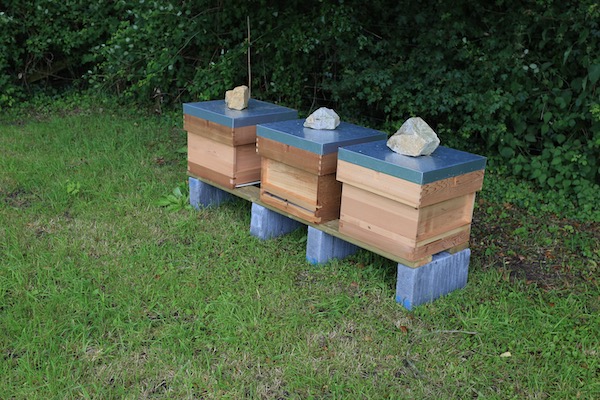 Three National beehives at Homeacres!
