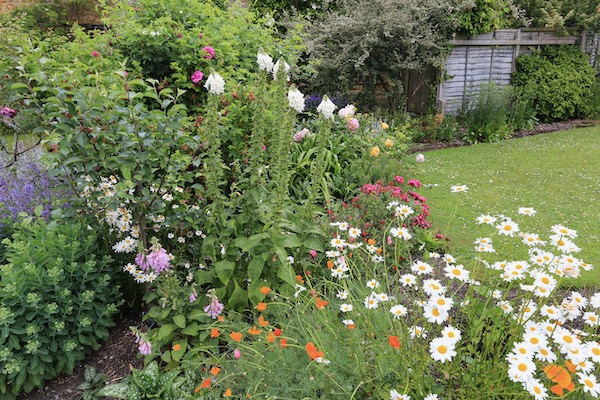 No dig flower garden at Homeacres in June