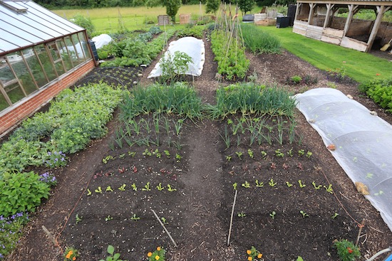 No dig garden 4th July