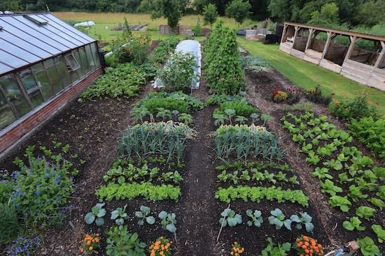 26th July, three weeks of growth!