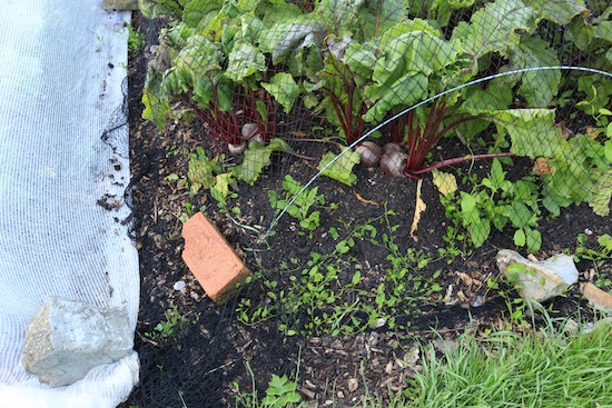 The power of bindweed, among beetroot