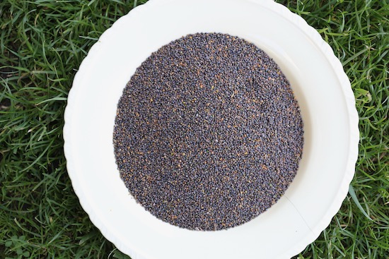 Seeds of salad rocket, after removing pods and winnowing