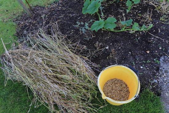 Salad rocket seeding plants pulled and seed rubbed off into bucket, includes pods
