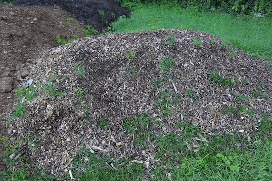 Pile of woodchip shows the power of bindweed
