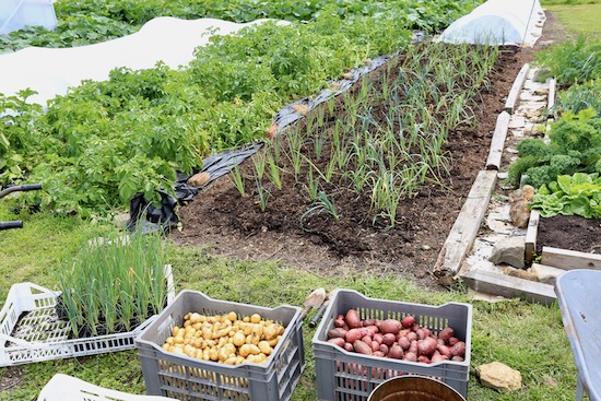 Leeks planted 3.5 month old Bandit