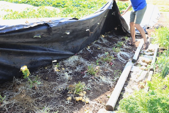 Lifting polythene and we see potatoes near the surface