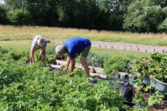 We start by cutting the tops
