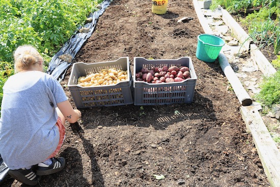 Potatoes harvested, removing bindweed upper roots